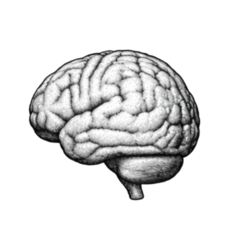 Rotation cerveau